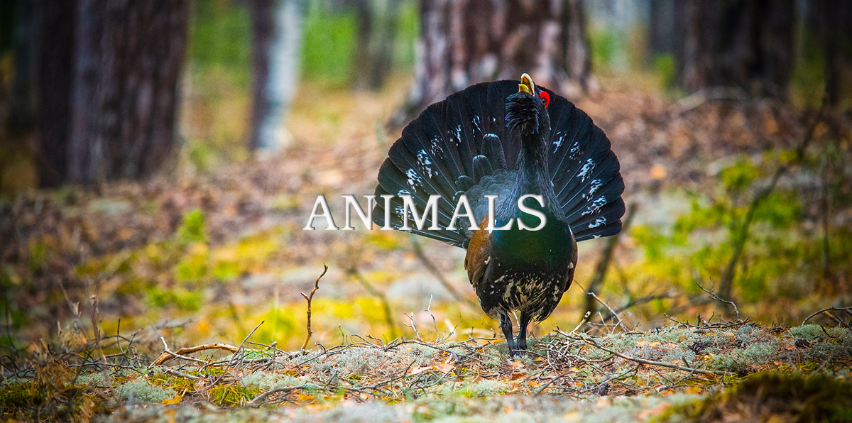 Photos of animals, birds and wild nature